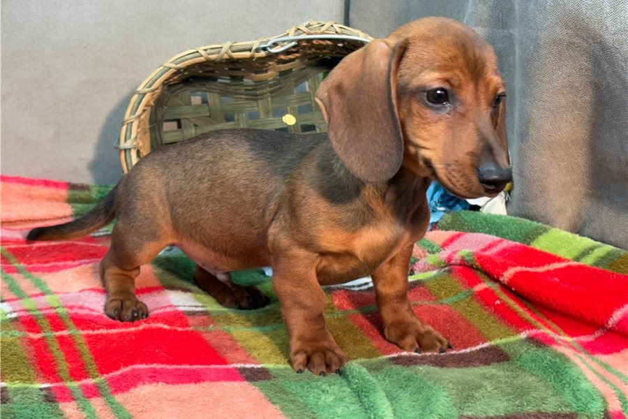 Baggins - Cachorro Teckel del Rincón de Cachorros Moreno