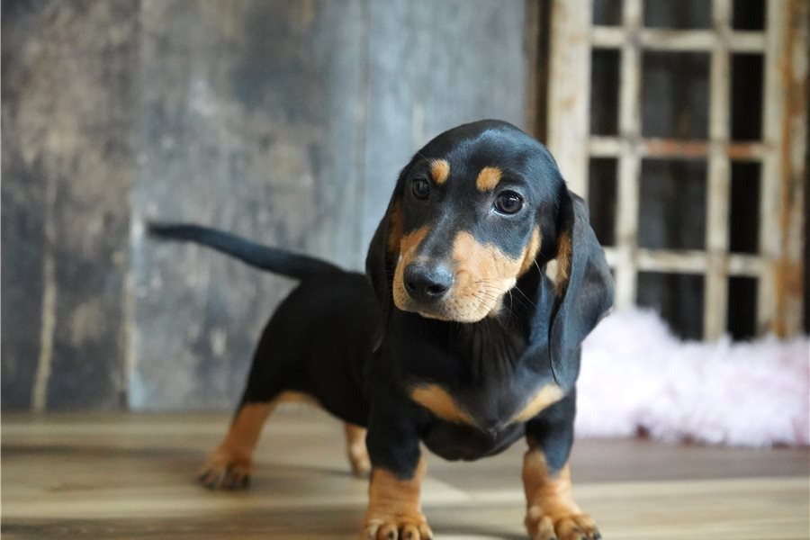 Brynlee - Cachorro Teckel del Rincón de Cachorros Moreno