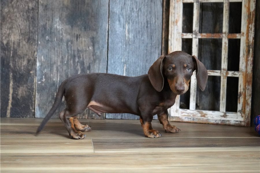 Damien - Cachorro Teckel del Rincón de Cachorros Moreno