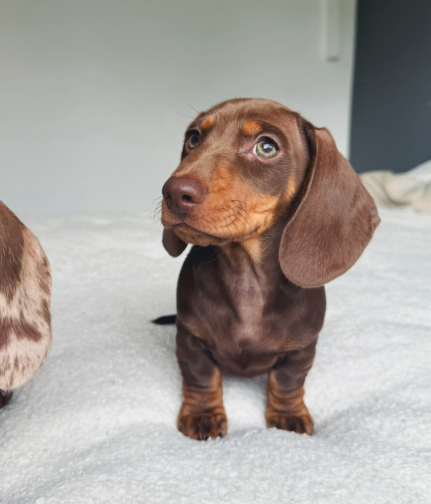 Fiona - Cachorro Teckel del Rincón de Cachorros Moreno