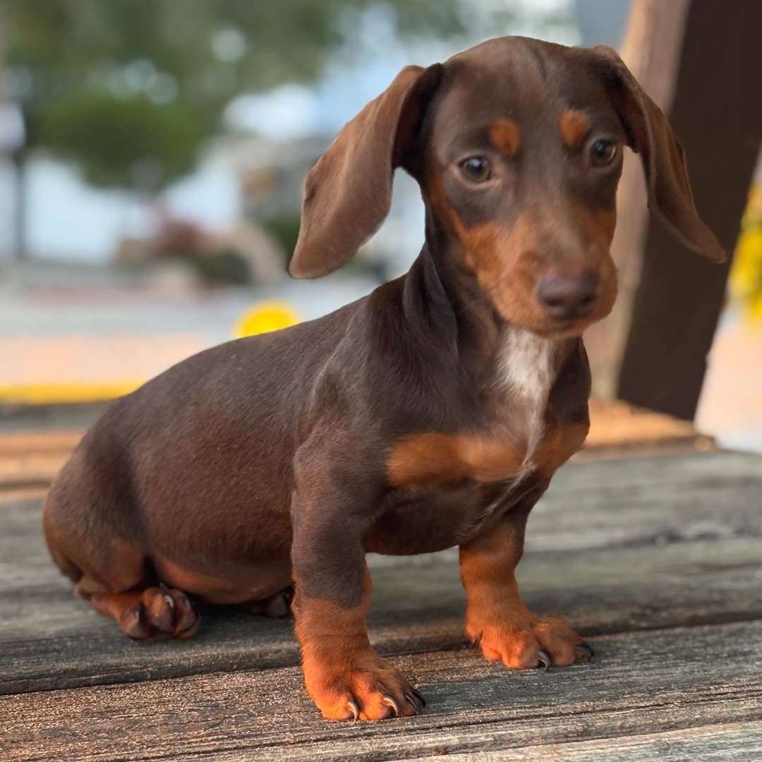 Scarlette - Cachorro Teckel del Rincón de Cachorros Moreno