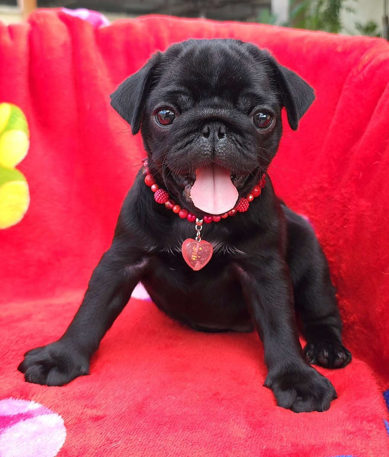 Dulce cachorro listo para un hogar